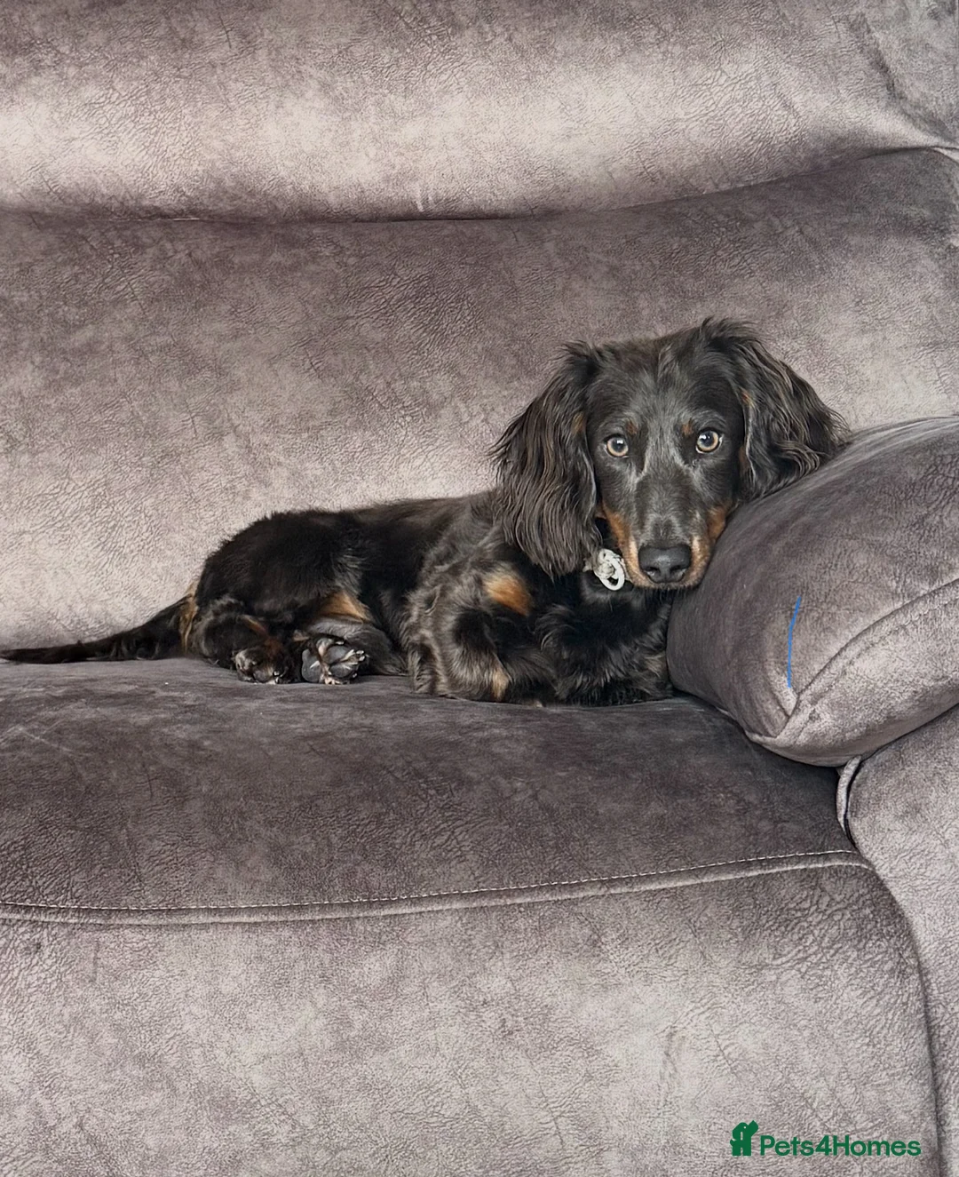 Miniature Dachshund dogs for stud: ELVIS THE LONGHAIRED BLUE AND TAN - Advert 1