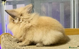 Lionhead rabbits for sale: Double Mane (f)&No Mane(m) Lionhead £50 & £2 - Image 20