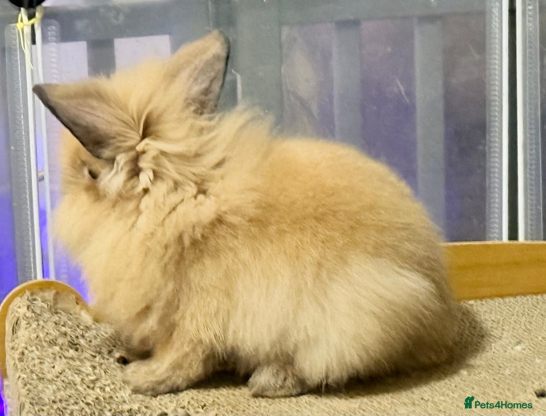 Lionhead rabbits for sale: Double Mane (f)&No Mane(m) Lionhead £50 & £2 - Image 20