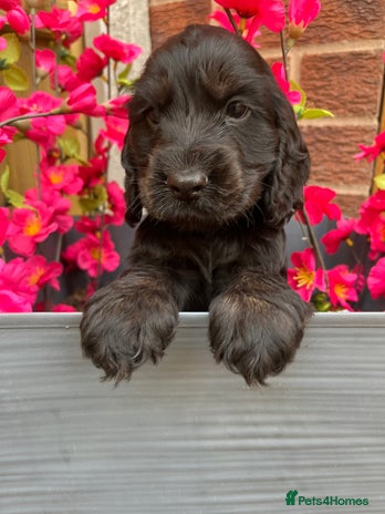 Cocker Spaniel dogs - Advert 15