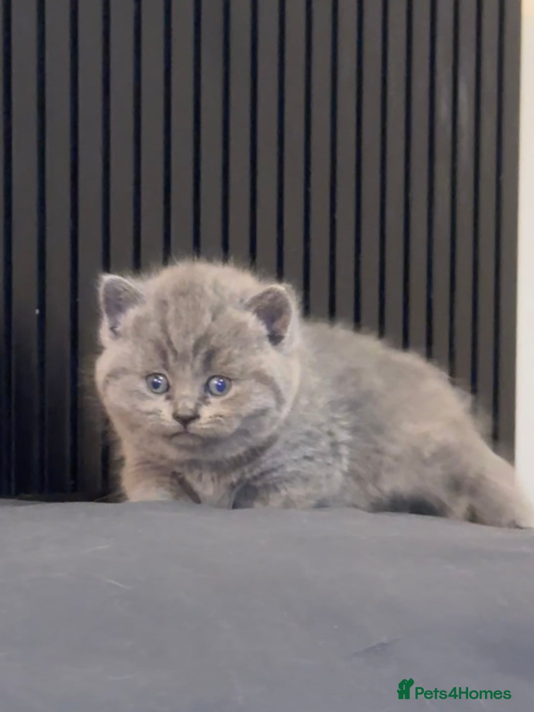 British Shorthair cats for sale: British shorthair lilac and blue - Advert 8