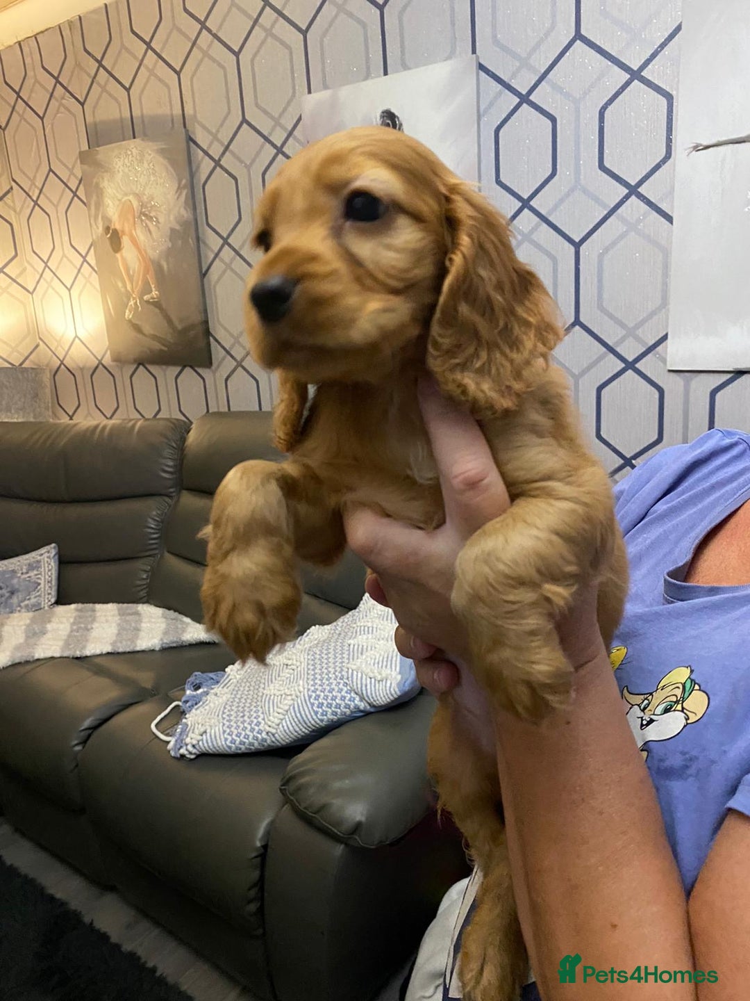 Cocker Spaniel dogs for sale: 5 th Generation Cocker Spaniel Pups/Ready to leave - Image 4