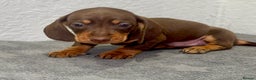Dachshund dogs for sale: Beautiful Dachsund puppies READY TO LEAVE  - Advert 4