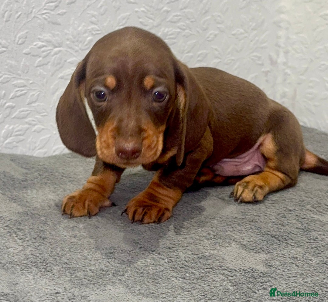 Dachshund dogs for sale: Beautiful Dachsund puppies READY TO LEAVE  - Advert 4