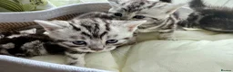 British Shorthair cats for sale: GCCF Rare Show Quality BSH Silver Tabby Kittens  - Advert 30