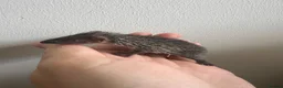 Pygmy Hedgehog rodents for sale: Trio of lesser tenrecs  - Advert 5