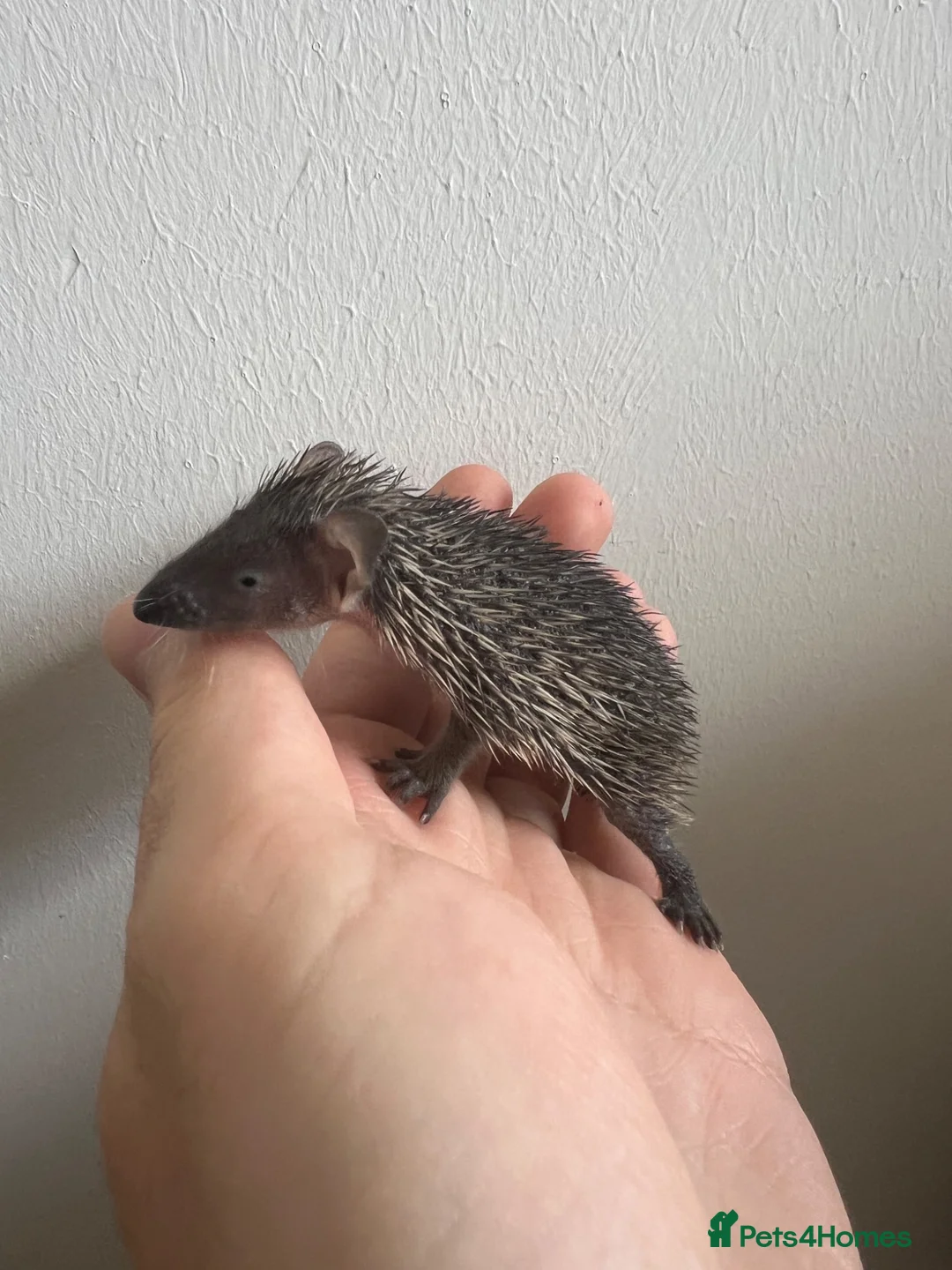 Pygmy Hedgehog rodents for sale: Trio of lesser tenrecs  - Advert 5