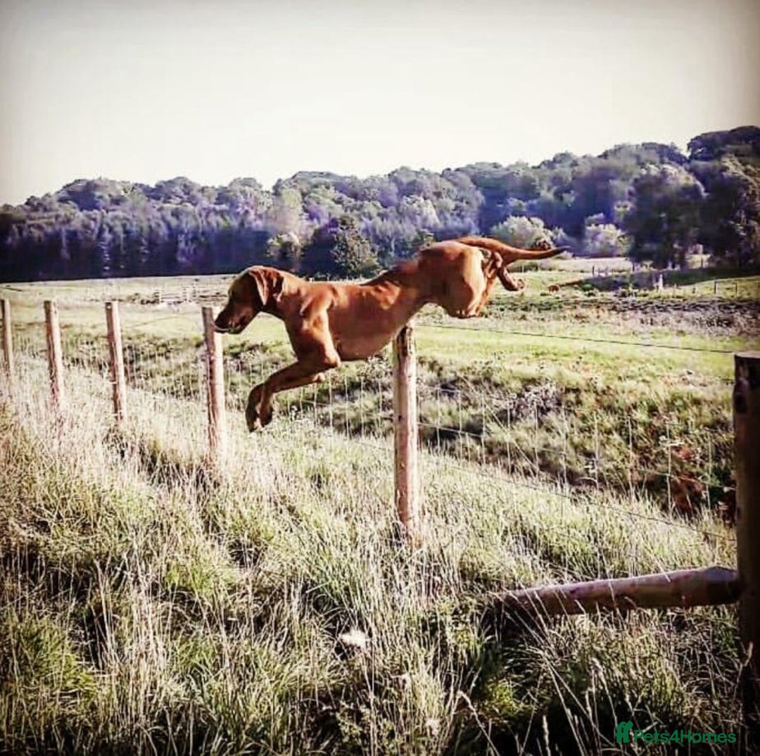 Hungarian Vizsla dogs for stud: *Gamekeeper Bred* Smooth Hungarian Vizsla at Stud in Chester-le-Street - Advert 4