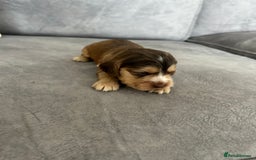 Cocker Spaniel dogs for sale: ✨show type cocker spaniel ✨ - Image 22