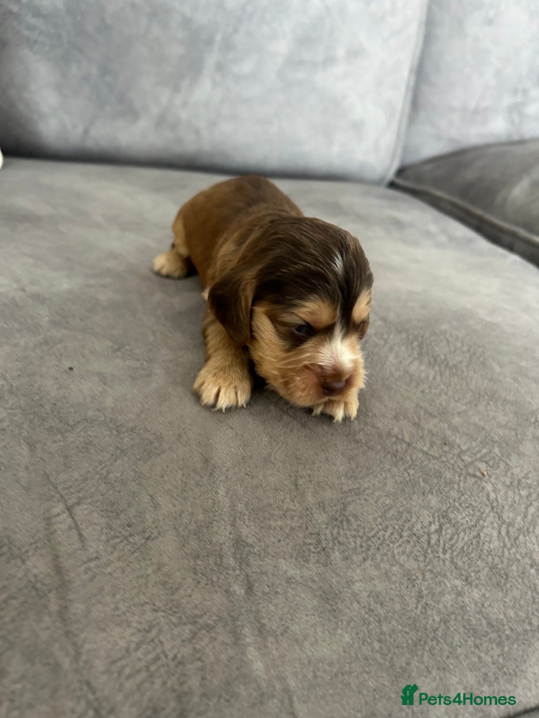 Cocker Spaniel dogs for sale: ✨show type cocker spaniel ✨ - Image 22