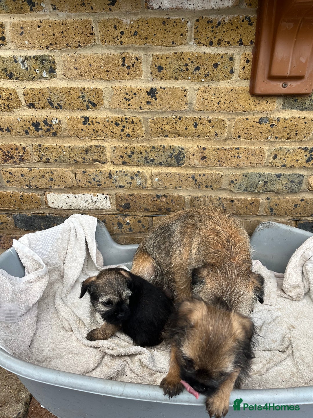 Border Terrier dogs for sale: Stunning border terries  - Advert 10