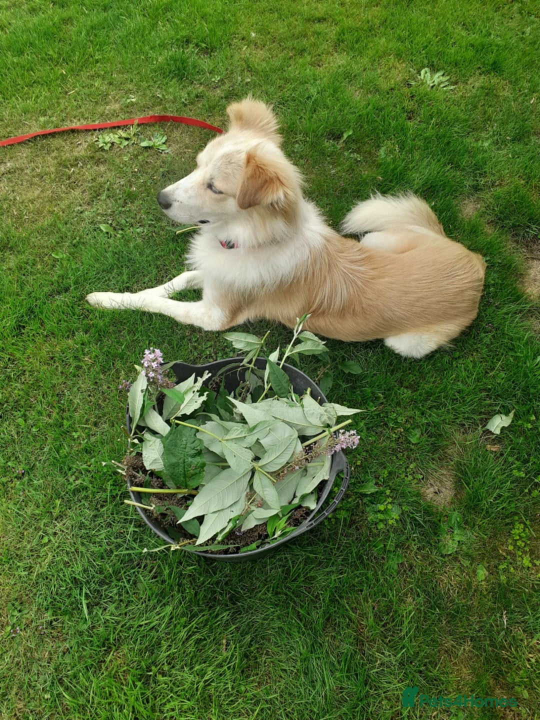 Mixed Breed dogs for adoption: 😎Zuko😎 for adoption, fostered in DONCASTER - Image 8