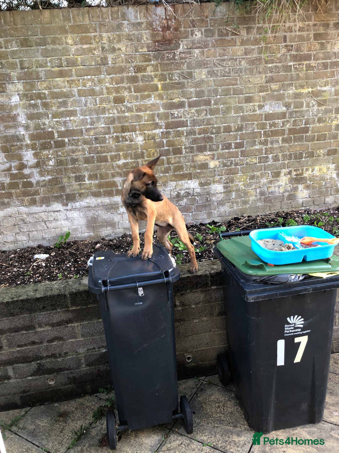 Belgian Shepherd Dog dogs for sale: Lovely Belgian malinois  - Image 3