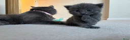 Nebelung cats for sale: Nebelung Kitties! - Advert 8