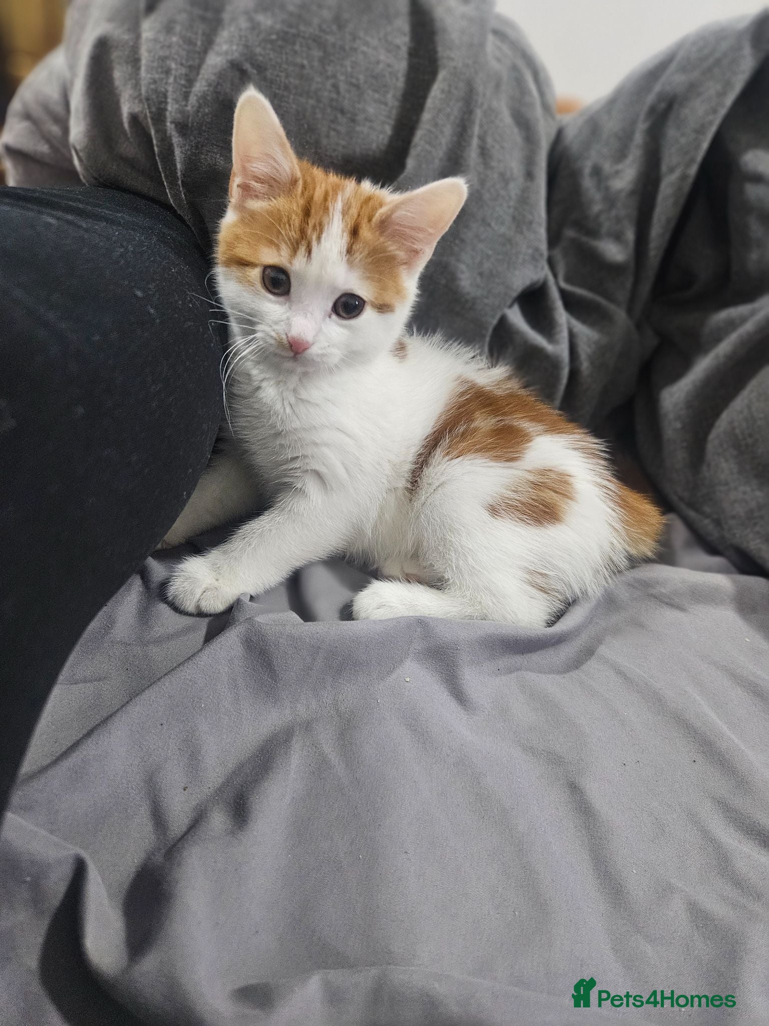 Mixed Breed cats Female kitten - Advert 1