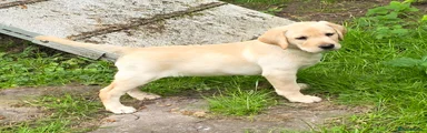 Labrador Retriever 1