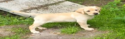 Labrador Retriever dogs for sale: If Carlsberg made lab puppies 🤣❤️ - Advert 4