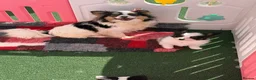 Papillon dogs for sale: Beautiful Pedigree Papillon Puppies in Stourport-on-Severn - Advert 17