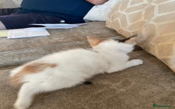 Mixed Breed cats for sale: Kittens for sale - Image 8