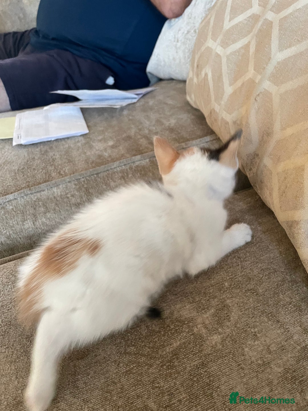Mixed Breed cats for sale: Kittens for sale - Image 8