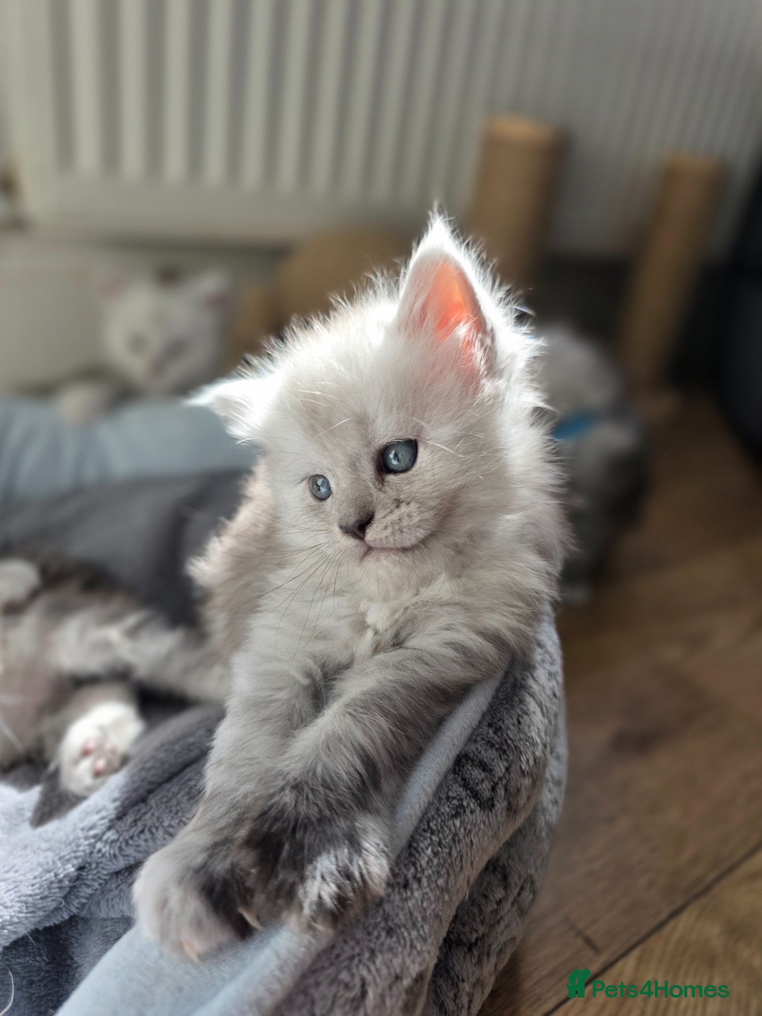 Maine Coon cats  Maine Coon Kittens Looking for Loving Homes!   - Advert 2