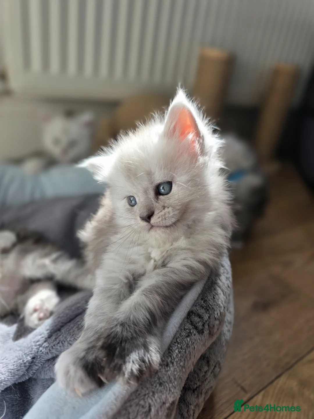 Maine Coon cats for sale:  Maine Coon Kittens Looking for Loving Homes!   - Advert 2