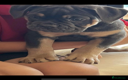 Olde English Bulldogge dogs for sale: Olde English bulldog female puppy  - Image 2