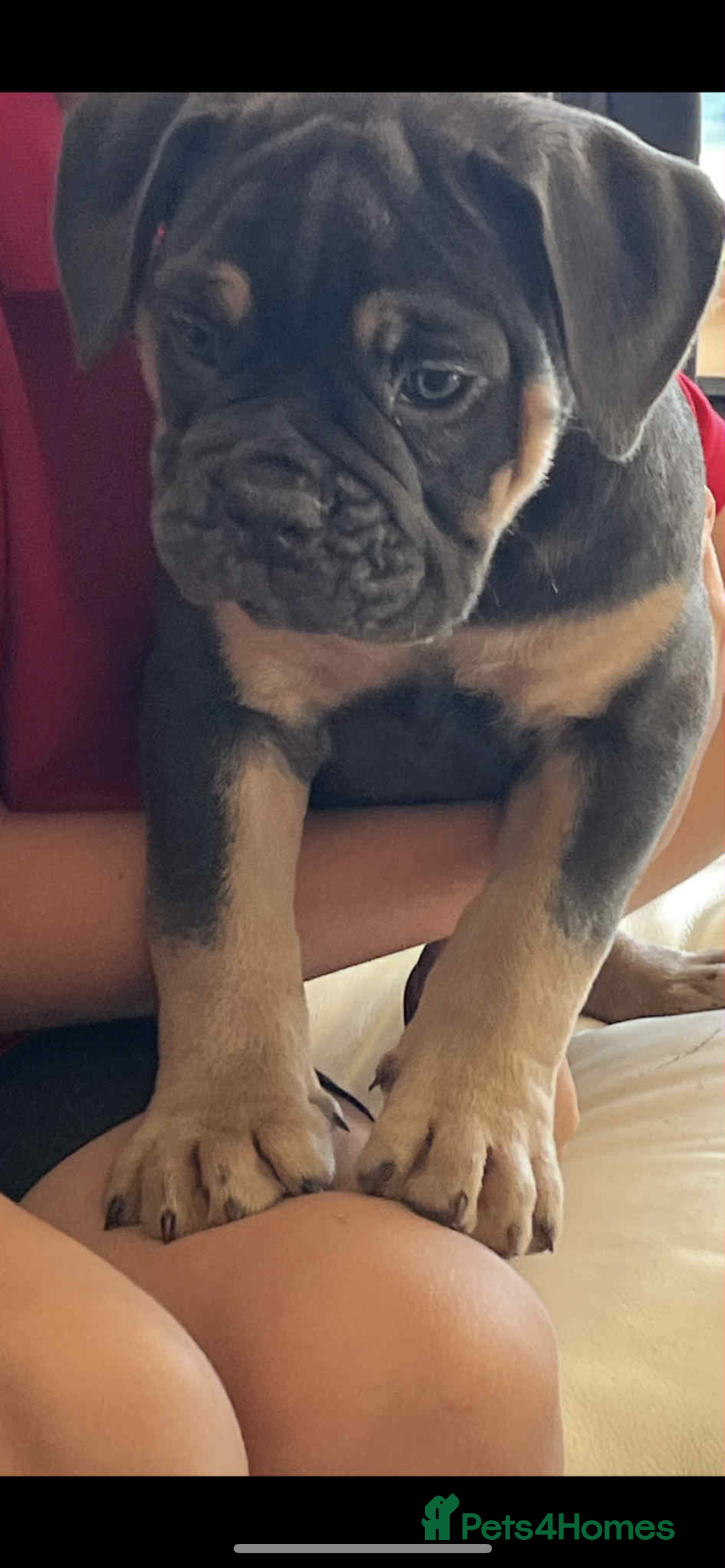 Olde English Bulldogge dogs for sale: Olde English bulldog female puppy  - Image 2