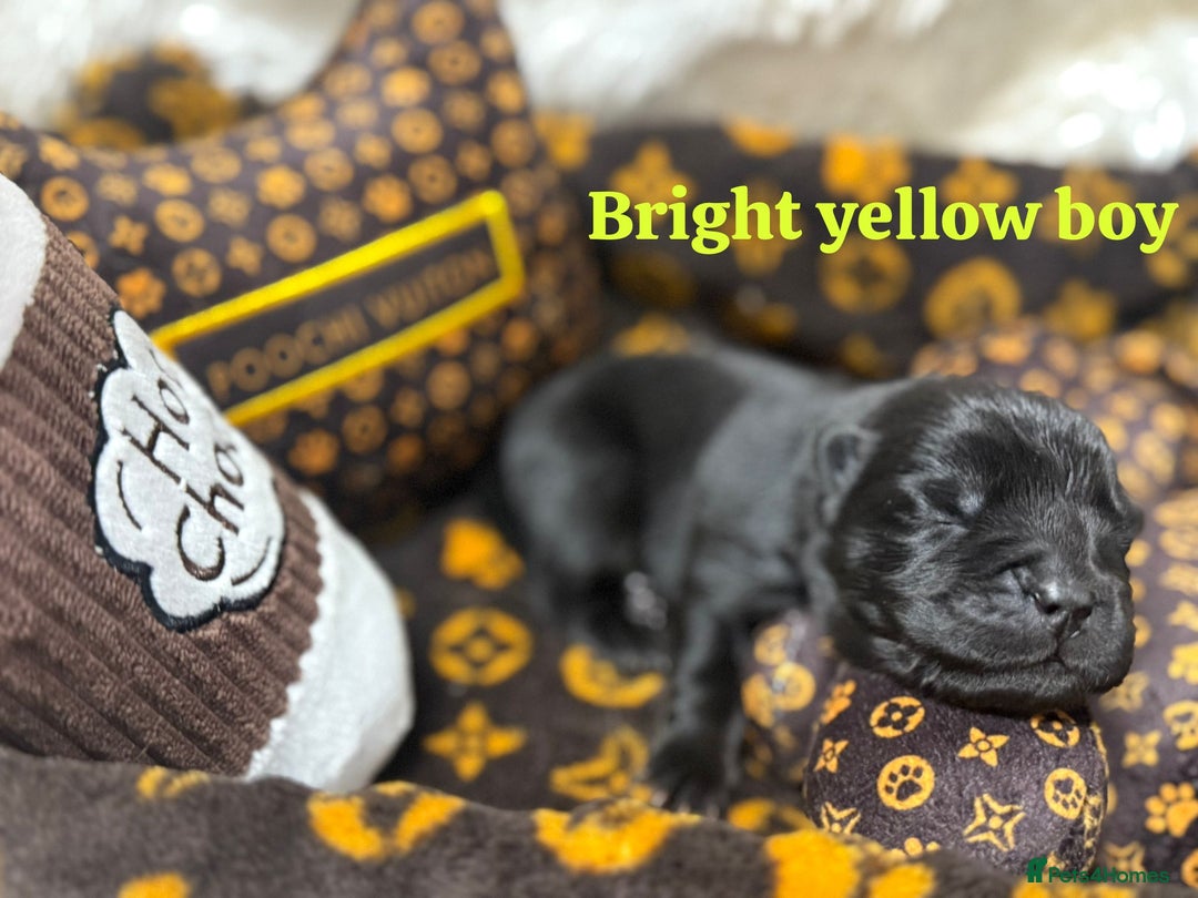 Chow Chow dogs for sale: 🩷🏆Stunning KC registered Chow Chow puppies🏆💙 - Image 8