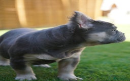 French Bulldog dogs for sale: Exceptional KC Fluffy French Bulldog Puppies - Image 23