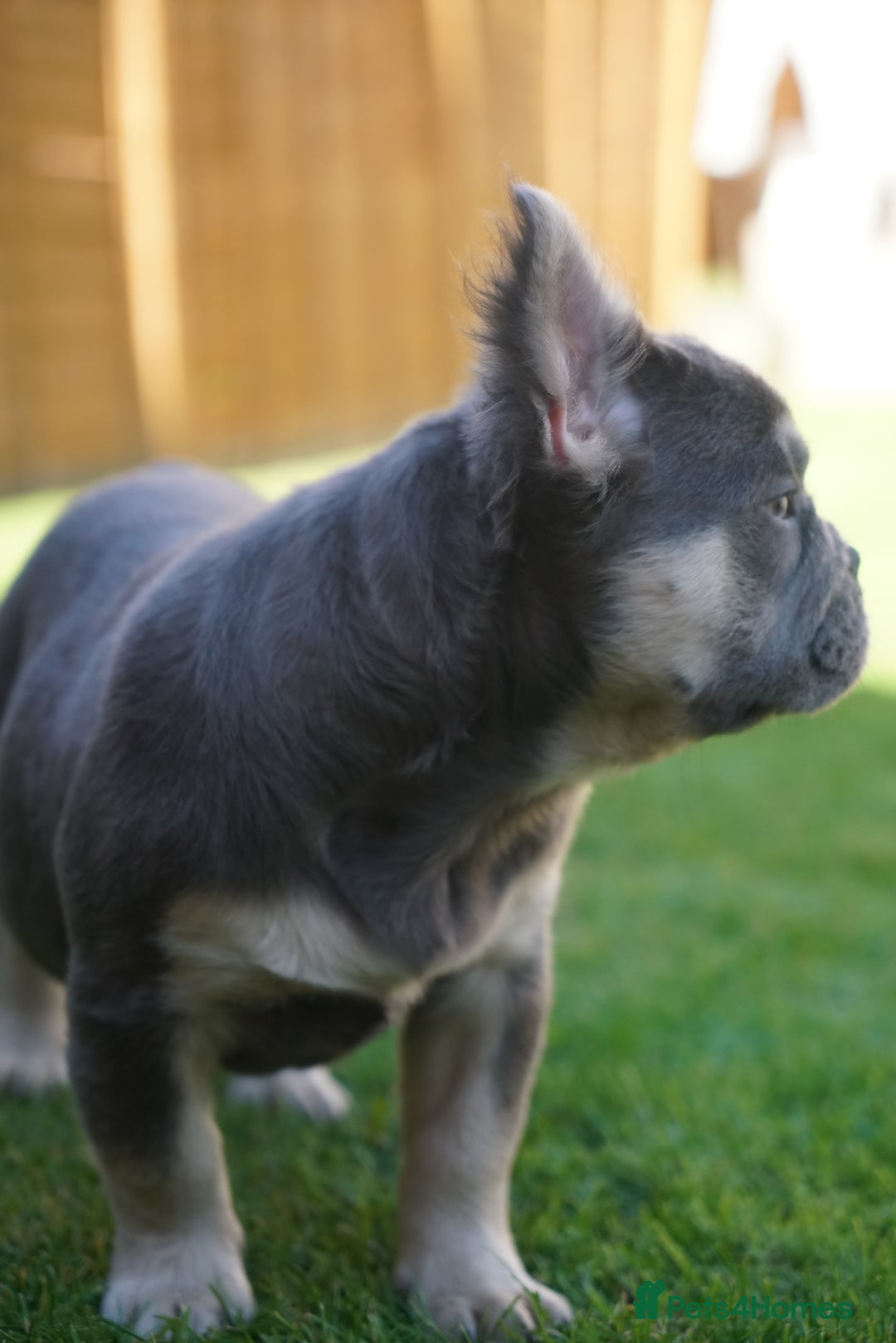 French Bulldog dogs for sale: Exceptional KC Fluffy French Bulldog Puppies - Image 23