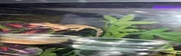 Gecko reptiles for sale: Crested Gecko and Full Exo Terra set up in Rochford - Advert 4