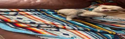Chihuahua dogs for sale: Meet the Magnificent 7 - Advert 15