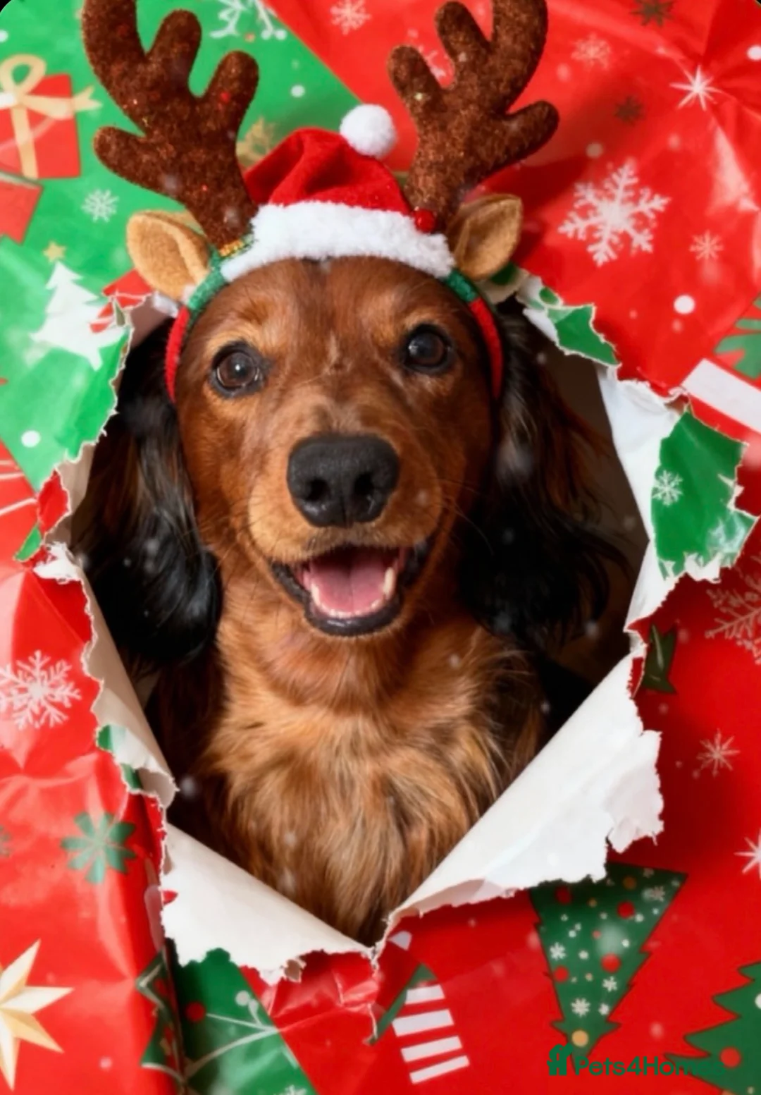 Dachshund dogs for sale: Charlie the Dachshund  - Advert 5