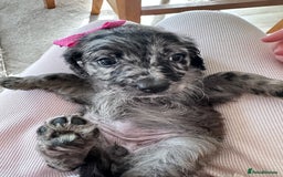 Mixed Breed dogs for sale: Beautiful Sproodle puppies stunning  - Image 3