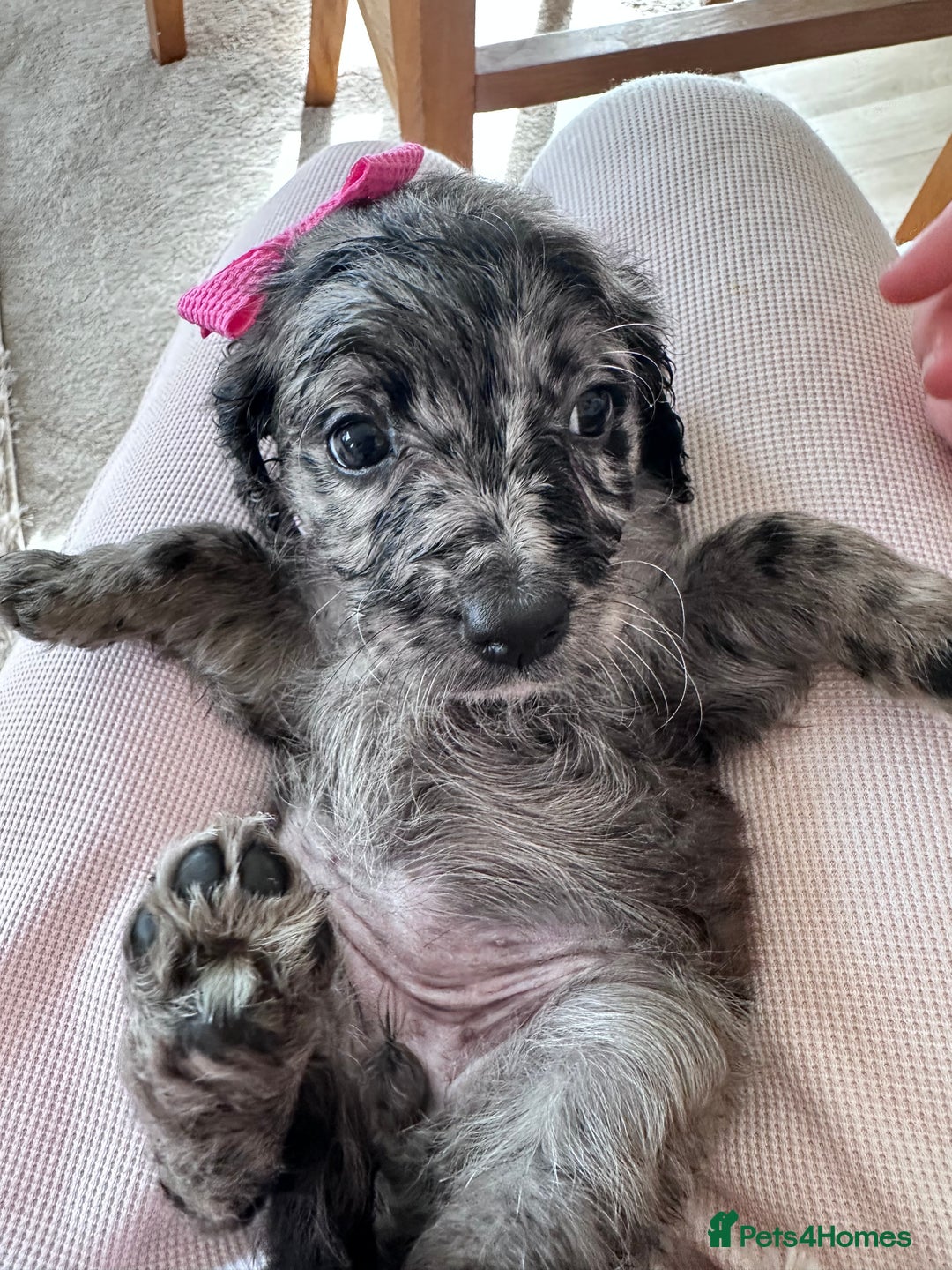 Mixed Breed dogs for sale: Beautiful Sproodle puppies stunning  - Image 3