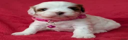 Cavapoo dogs for sale: Adorable Cavapoo Puppies From Licensed Breeder - Advert 36