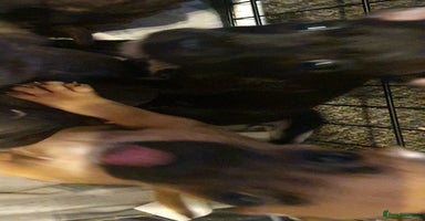 Mixed Breed dogs - Advert 6