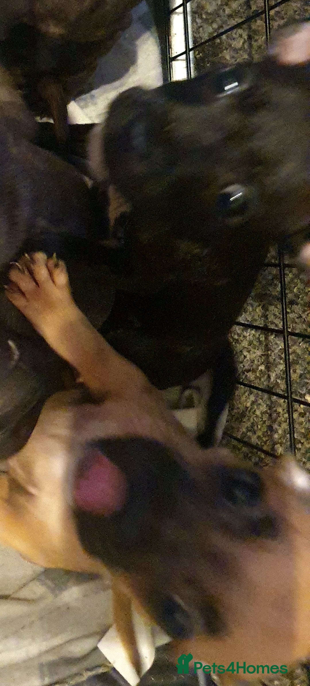 Mixed Breed dogs for sale: Frenchie x Staffy ( Puppies )  - Image 2