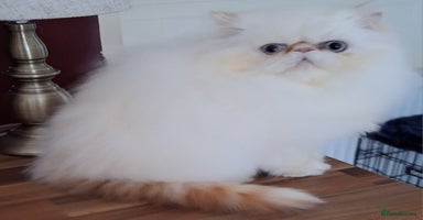 Persian cats - Advert 1