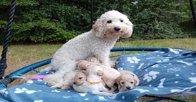 Miniature Poodle dogs - Advert 9