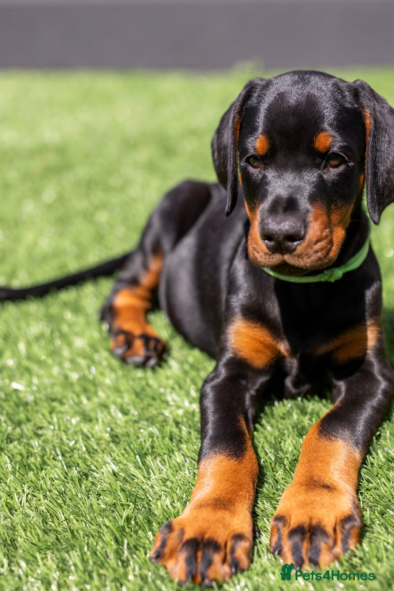 Dobermann dogs REPUTABLE DOBERMANN BREEDER - Advert 1