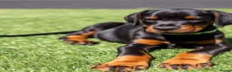 Dobermann dogs for sale: REPUTABLE DOBERMANN BREEDER - Advert 1