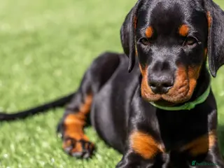 Dobermann dogs REPUTABLE DOBERMANN BREEDER - Advert 1