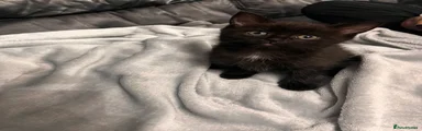 🐈‍⬛ Black Male Kitten