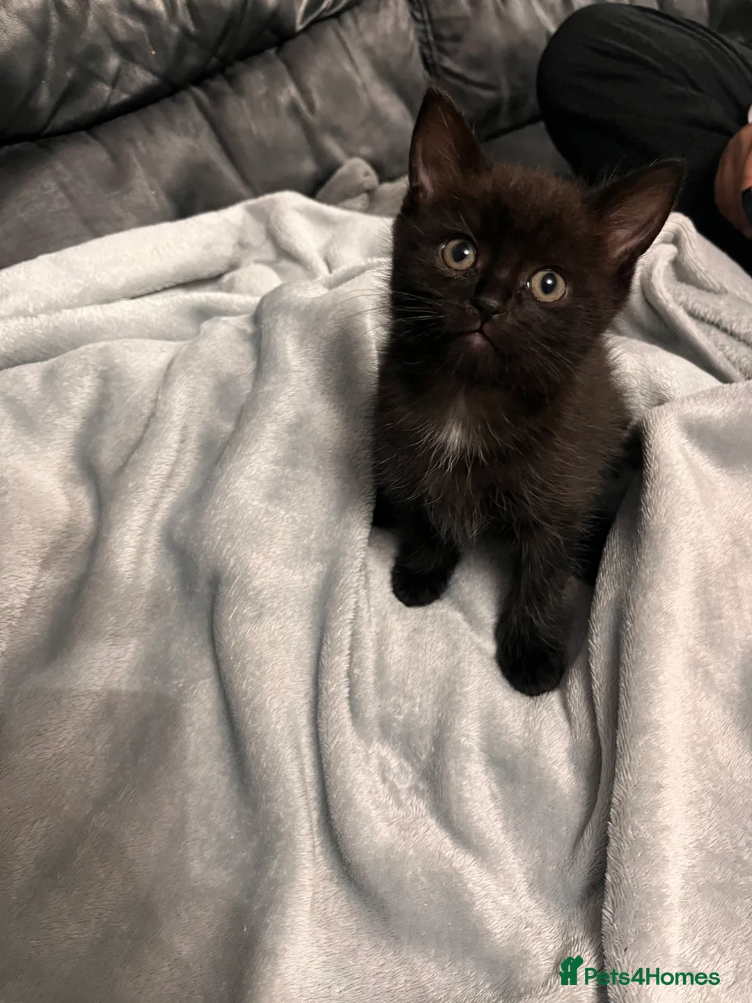 Domestic Shorthair cats for sale: 🐾 Beautiful Kittens Looking for Loving Homes 🐾 - Advert 2