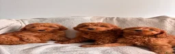 Cavapoo dogs for sale: Last 3 Beautiful F1b Cavapoo (Fox-Red) - Advert 5