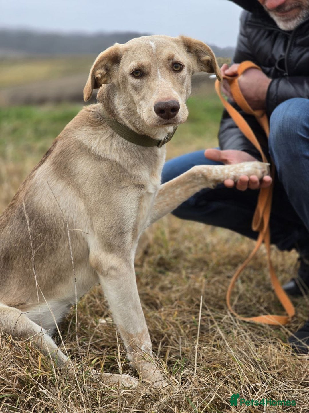 Mixed Breed dogs for adoption: ❤️ JENA – A Gentle 1 year old Girl ❤️ - Advert 3