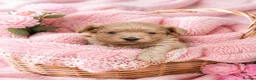 Maltipoo dogs for sale: Tiny MaltiPoo Girls 🐾 - Advert 3