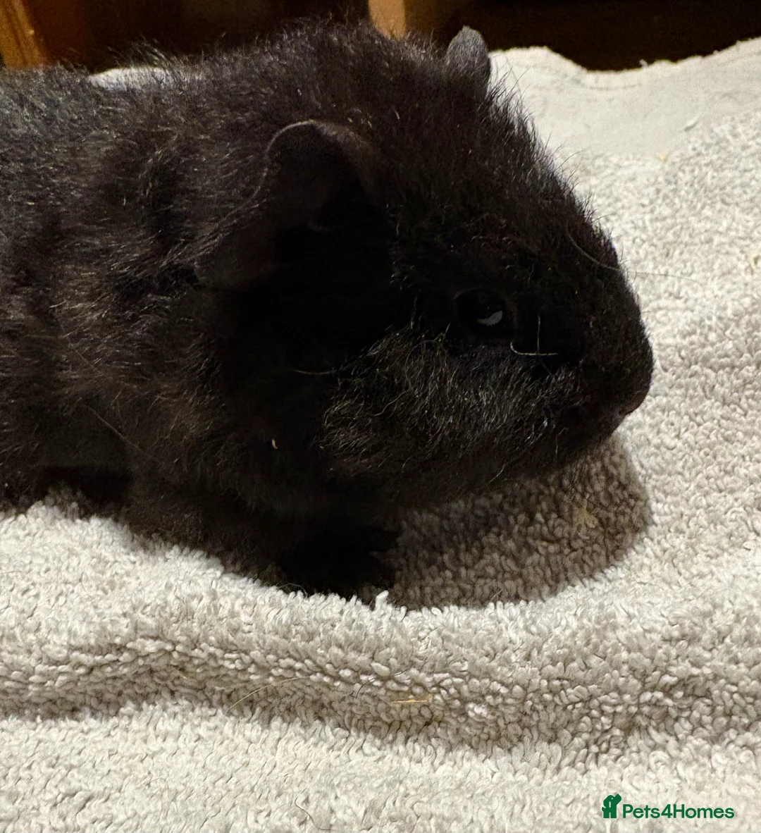 Guinea Pig rodents for sale: Baby Guinea pigs - Advert 3